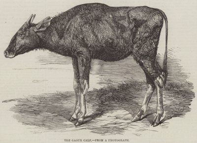 The Gaour Calf by Harrison William Weir